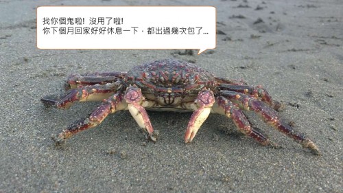 Crab13
