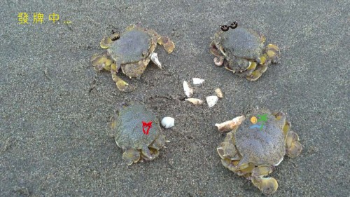 Crab2